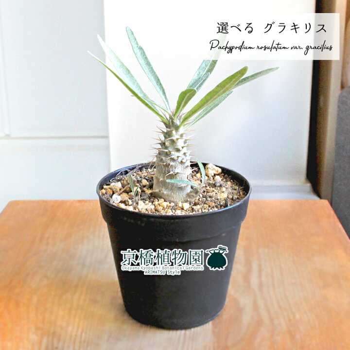 楽天市場】【マラソンクーポン発行中】【現品】パキポディウム・グラキリス(グラキリウス) 実生株 2.5号(21〜25)【選べる観葉植物】【観葉植物/インテリア/おしゃれ/ナチュラル/鉢植え/贈り物/楽天/通販/珍奇植物/希少/スモールサイズ/ミニ/小さい】 : 花のアリマツ ... 楽天市場】【マラソンクーポン発行中】【現品】パキポディウム・グラキリス(グラキリウス) 実生株 2.5号(21〜25)【選べる観葉植物】【観葉植物/インテリア/おしゃれ/ナチュラル/鉢植え/贈り物/楽天/通販/珍奇植物/希少/スモールサイズ/ミニ/小さい】 : 花のアリマツ ...