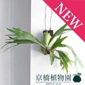 コウモリラン 板の人気商品 通販 価格比較 価格 Com