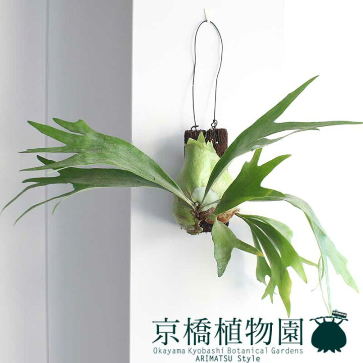 楽天市場】コウモリラン/ビフルカツム ビカクシダ ヘゴ板付き 観葉植物 