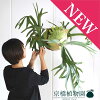 楽天市場 ビカクシダの通販