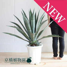 楽天市場 アオノリュウゼツランの通販