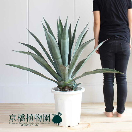 楽天市場 マラソンクーポン 10日はp5倍 アガベ アオノリュウゼツラン 10号 インテリア おしゃれ 人気 楽天 通販 ギフト プレゼント 花のアリマツ楽天市場支店