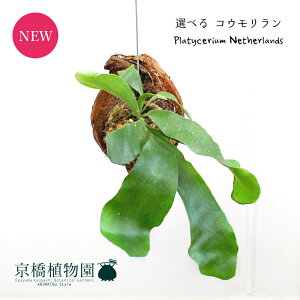 観葉植物 ビカクシダの人気商品 通販 価格比較 価格 Com 観葉植物 ビカクシダの人気商品 通販 価格比較 価格 Com