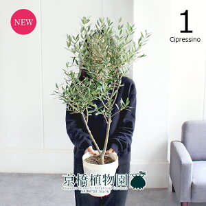 yubNtCf[N[|LIzyizI[u@6i1jVvbV[m/`vbV[m@yϗtA/CeA//i`/A/蕨/yV/ʔ/~hTCY/