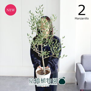 yubNtCf[N[|LIzyizI[u@6i2j}Uj@yϗtA/CeA//i`/A/蕨/yV/ʔ/~hTCY/zCg/Ă₷/