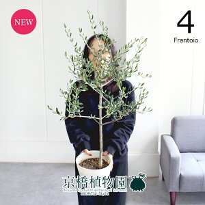 yubNtCf[N[|LIzyizI[u@6i4jtgCI@yϗtA/CeA//i`/A/蕨/yV/ʔ/~hTCY/zCg/Ă₷