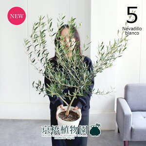 yubNtCf[N[|LIzyizI[u@6i5jlofBuR@yϗtA/CeA//i`/A/蕨/yV/ʔ/~hTCY/zCg/