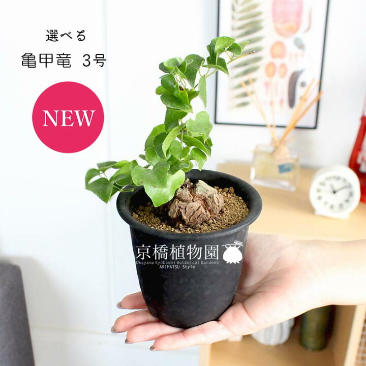 楽天市場】【現品】アフリカ亀甲竜 3号 黒鉢（36〜40）【選べる観葉 