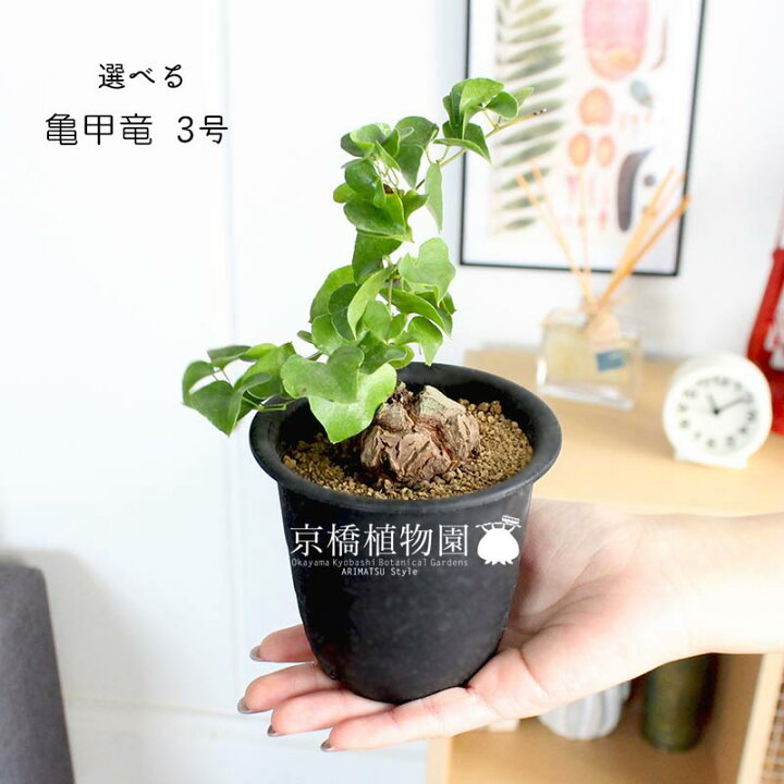 楽天市場】【現品】アフリカ亀甲竜 3号 黒鉢（1〜5）【選べる観葉植物 
