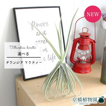 楽天市場】ドラティ（観葉植物｜花・観葉植物）：花・ガーデン・DIYの通販
