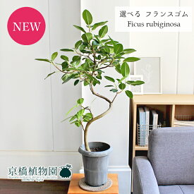 【現品】フランスゴム　曲がり　6号　黒鉢（16～17）【選べる観葉植物】【観葉植物/インテリア/おしゃれ/ナチュラル/鉢植え/贈り物/楽天/通販/ミドルサイズ/ブラック/育てやすい/初心者/人気商品/再入荷】