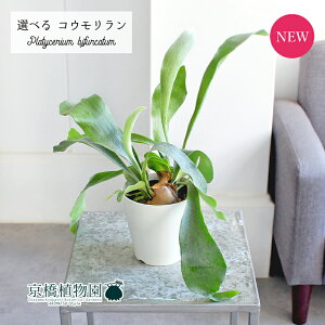 yubNtCf[N[|LIzyizRE/rJNV_ErtJc@4@i6`11jyIׂϗtAzyϗtA/CeA//i`/蕨/yV/