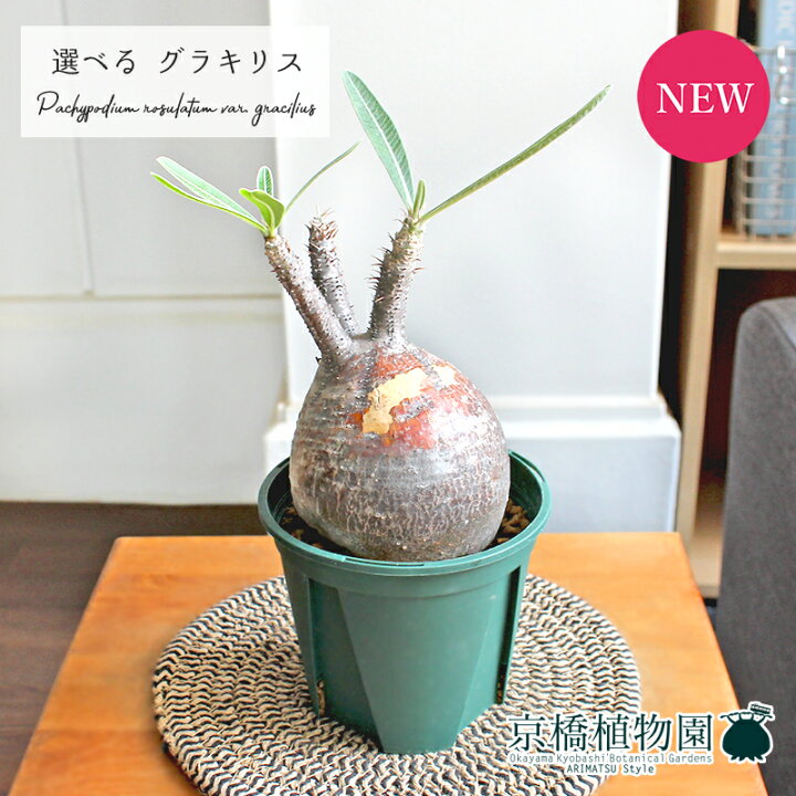 楽天市場 15日はp5倍 現品 パキポディウム グラキリス グラキリウス 3本 3 5号 観葉植物 インテリア おしゃれ ナチュラル 鉢植え 贈り物 楽天 通販 スモールサイズ 緑 グリーン 数量限定 稀少 珍奇植物 希少 花のアリマツ楽天市場支店