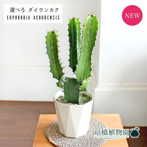 yiz[tHrAE_CEJNi_tj 4@yIׂϗtAzyϗtA/CeA//i`/A/蕨/yV/ʔ/X[TCY/zCg/Ă₷/