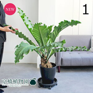 yizAXEEt[P[@10@i1jyϗtA/CeA//i`/A/蕨/yV/ʔ/[WTCY/^/ڔ/ubN/Vv/lCi/ēׁz