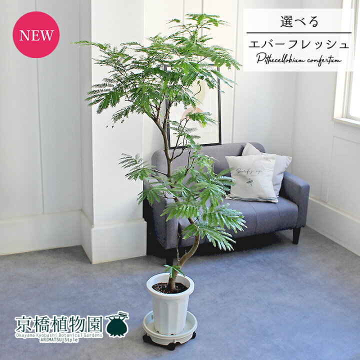 楽天市場】【マラソンクーポン有！】【現品】ネムノキ 