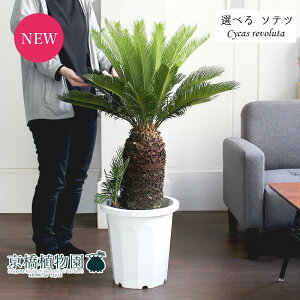 新築祝い 鉢植えの人気商品 通販 価格比較 価格 Com