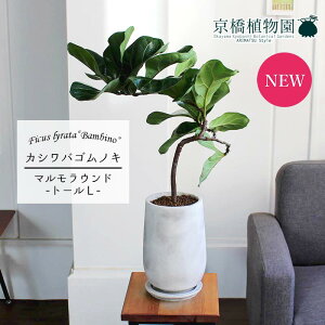 y}Ehg[LTCYzJVoSmLtBJXE[^)or[m@Ȃy󂯎Mtzyȃ^zyX^CbVz