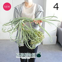 楽天市場】ドゥラテ チランジアの通販