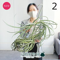 楽天市場】チランジアドゥラティの通販
