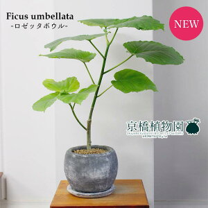 y30P5{Izy}\N[|LztBJXEEx[^y[b^{ESTCYzy󂯎MtzyzCgzyϗtA/CeA//i`/A/蕨/Mtg/