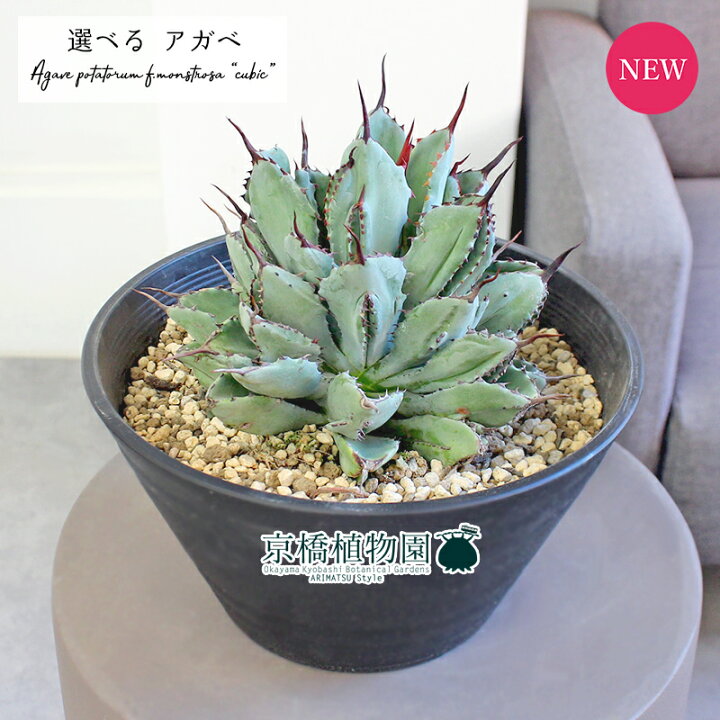 楽天市場】【15日はP5倍！】【マラソンクーポン有！】【現品】アガベ 