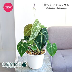 y30P5{IzyizAXEENlrE@5@i1`5jyIׂϗtAzyϗtA/CeA//i`/A/蕨/yV/ʔ/X[TCY/z