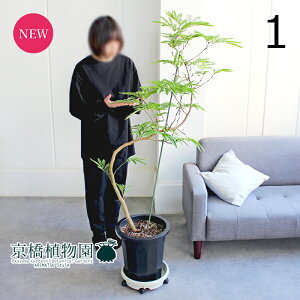 観葉植物 エバーフレッシュ 7号」の人気商品一覧・価格比較 - 価格.com