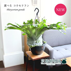 楽天市場 コウモリラン グランデ 種類 植物 ビカクシダ の通販