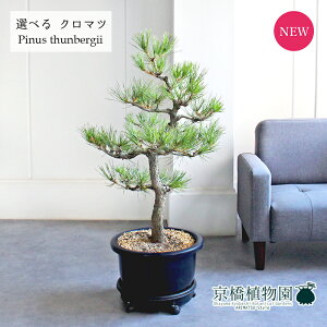 y30P5{IzyiziN}cj@13@yIׂϗtAzyϗtA/CeA//i`/A/蕨/yV/ʔ/TCY/^/ubN/Ă₷/S