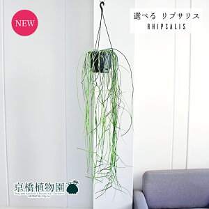 yizvTX@6@݂艺yXeBbL[/ZEXLn[X/sJptOzyIׂϗtAzyϗtA/CeA//i`/A/蕨/yV/