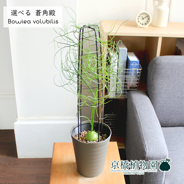 楽天市場 現品 ボウィエア ボルビリス 蒼角殿 ソウカクデン 4 5号 選べる観葉植物 観葉植物 インテリア おしゃれ 人気 引越し祝い 開店祝い 新築祝い お祝い 楽天 通販 観葉 ギフト プレゼント 花のアリマツ楽天市場支店 楽天市場 現品 ボウィエア ボルビリス 蒼角殿 ソウカクデン 4 5号 選べる観葉植物 観葉植物 インテリア おしゃれ 人気 引越し祝い 開店祝い 新築祝い お祝い 楽天 通販 観葉 ギフト プレゼント 花のアリマツ楽天市場支店