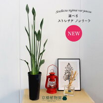 楽天市場】ストレリチア ノンリーフ（観葉植物｜花・観葉植物）：花 