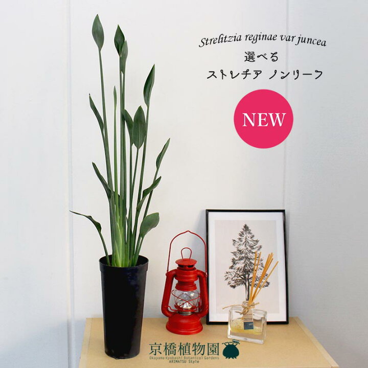 楽天市場】【現品】ストレチア/ストレリチア・ノンリーフ（ユンケア 