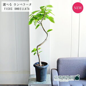 【30日はP5倍!】【マラソンクーポン有】【現品】フィカス・ウンベラータ 曲がり 6号 黒鉢【選べる観葉植物】【観葉植物/インテリア/おしゃれ/ナチュラル/鉢植え/贈り物/楽天/通販/ミド