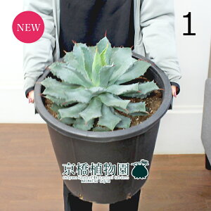 yubNtCf[N[|LIzyizAKxE|^g@_iCWj 12i1jyϗtA/CeA//i`/A/蕨/yV/ʔ/TCY//ub