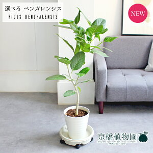 y30P5{IzyiztBJXExKVXEI[h[@Ȃ@7@ZA[gyIׂϗtAzyϗtA/CeA//i`/A/蕨/yV/ʔ/~