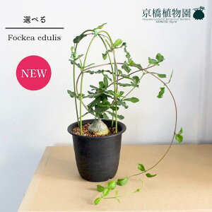 観葉植物 火星人の人気商品 通販 価格比較 価格 Com