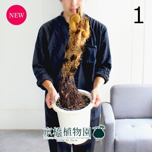 yizwS̖؁@r/V_@8@i1jyϗtA/CeA//i`/A/蕨/yV/ʔ/~hTCY/^/zCg/A/ʌ/lCiz