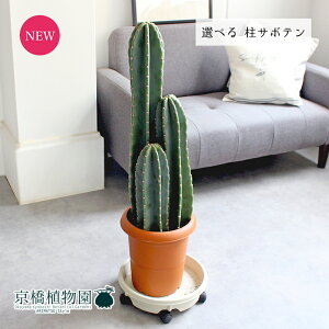 yizT{e@3{@8@yIׂϗtAzyϗtA/CeA//i`/A/蕨/yV/ʔ/~hTCY/uE/ɋ/Ă₷/S/lC