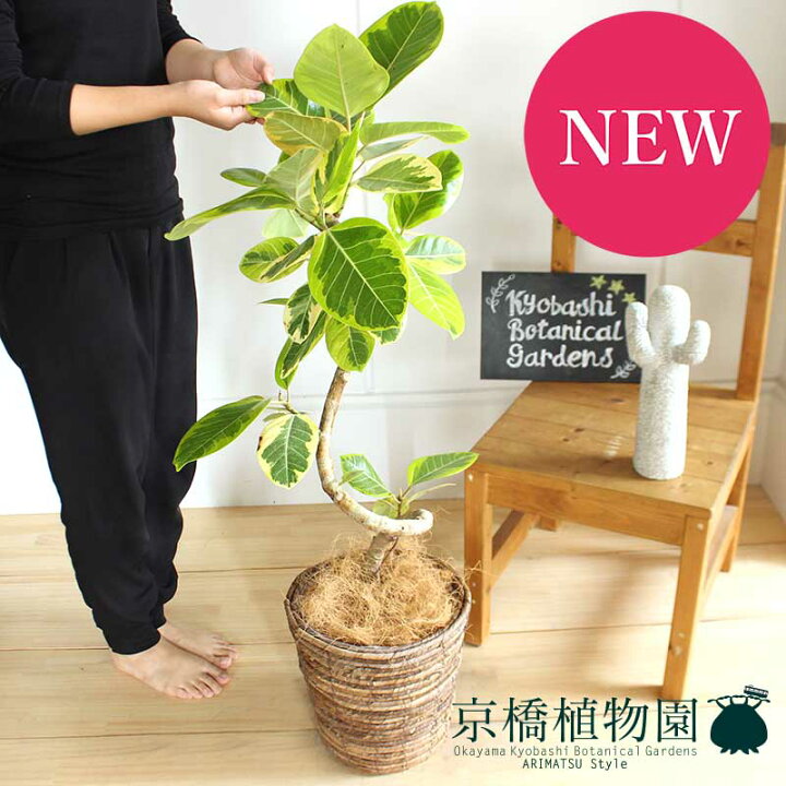 楽天市場 15日はp5倍 マラソンクーポン発行中 フィカス アルテシーマ 7号 曲がり バスケット鉢カバー付き ブラウン 花のアリマツ楽天市場支店