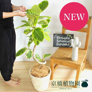 y30P5{IztBJXEAeV[}@7@Ȃ@oXPbgJo[tizCgjy~hTCY/CeA/j/JXj/zj/Vzj/Mtg/v[g/Ă₷