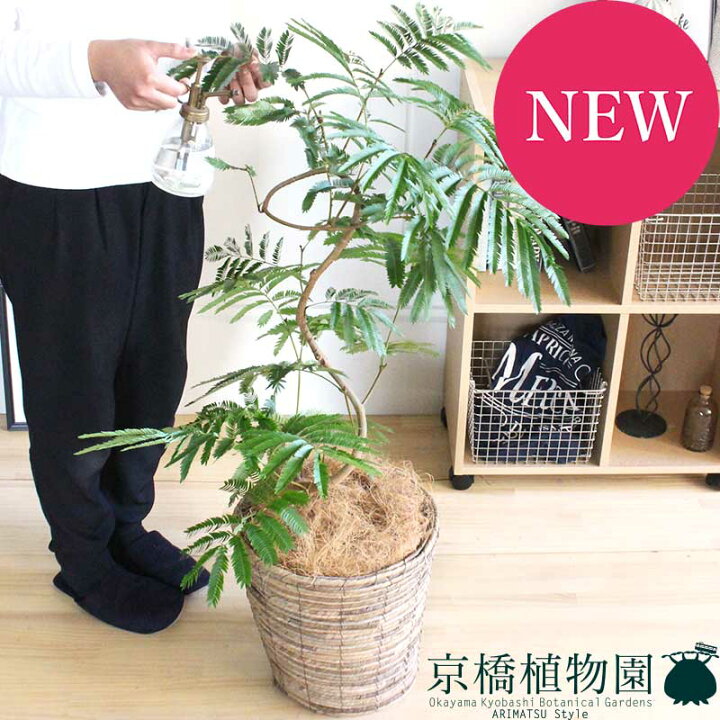 楽天市場 ネムノキ エバーフレッシュ 8号 バスケット鉢カバー ブラウン 付き 花のアリマツ楽天市場支店