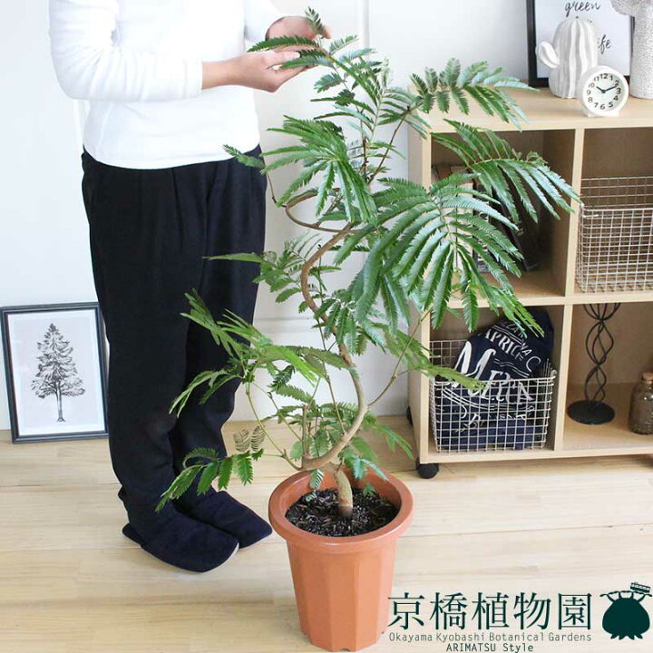 楽天市場】ネムノキ/エバーフレッシュ 8号【ミドルサイズ】 : 花の 