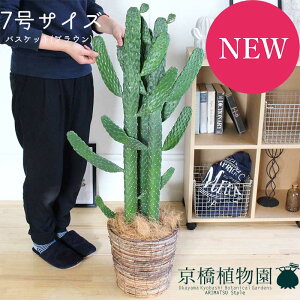 観葉植物 サボテン 大型の人気商品 通販 価格比較 価格 Com