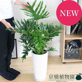 楽天市場 フィロデンドロン セローム 花 観葉植物 花 ガーデン Diy の通販