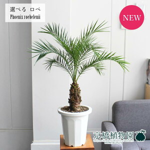 観葉植物 フェニックス 8号の人気商品 通販 価格比較 価格 Com
