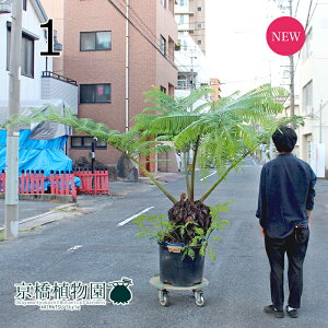 yizEr^C/riV_j@a50cmi1jyϗtA/CeA//i`/A/蕨/yV/ʔ/TCY//ubN/A/ʌz