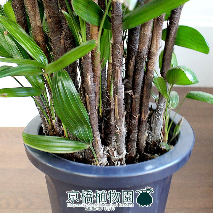 最新作 観葉植物 カンノンチク 観音竹 H134cm 高級樹脂製8号鉢 管理説明書 受皿付き 肥料小袋プレゼント Fucoa Cl