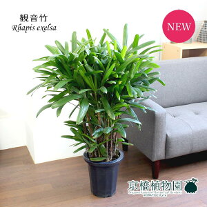 竹 鉢植えの人気商品 通販 価格比較 価格 Com